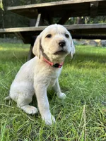 AKC Pink Girl, a female Labrador Retriever for sale in Trout Lake, WA – 3 of 4