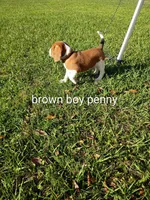 Brownie penny boy, a male Beagle for sale in Cocoa, FL – Photo 4 of 4
