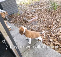 Brownie penny boy, a male Beagle for sale in Cocoa, FL – Photo 3 of 4