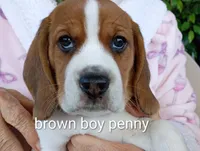 Brownie penny boy, a male Beagle for sale in Cocoa, FL – Photo 2 of 4