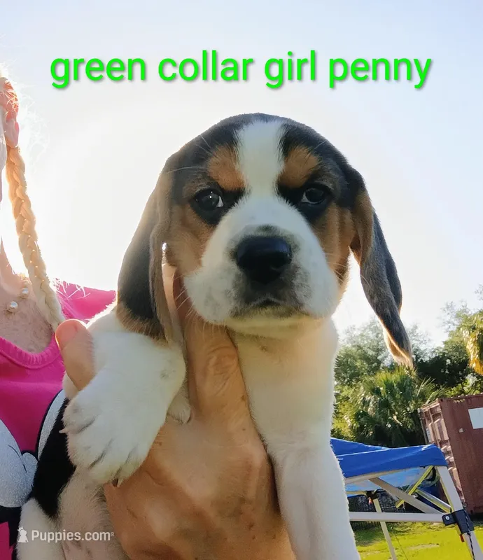 Greenie girl penny – Beagle puppy for sale in Cocoa, FL