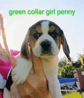 Greenie girl penny, a female Beagle for sale in Cocoa, FL – Photo 1 of 3