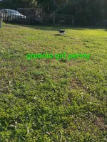 Greenie girl penny, a female Beagle for sale in Cocoa, FL – Photo 2 of 3