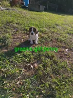 Greenie girl penny, a female Beagle for sale in Cocoa, FL – Photo 3 of 3