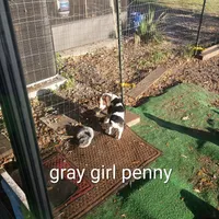 Gray girl penny, a female Beagle for sale in Cocoa, FL – Photo 3 of 7
