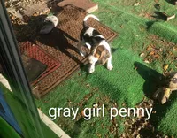 Gray girl penny, a female Beagle for sale in Cocoa, FL – Photo 2 of 7