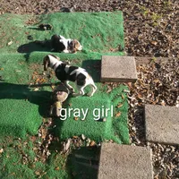 Gray girl penny, a female Beagle for sale in Cocoa, FL – Photo 5 of 7