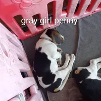 Gray girl penny, a female Beagle for sale in Cocoa, FL – Photo 7 of 7