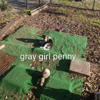 Gray girl penny, a female Beagle for sale in Cocoa, FL – Photo 4 of 7