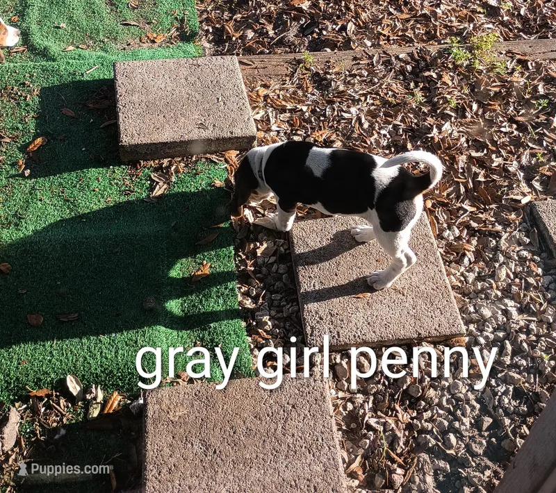 Gray girl penny – Beagle puppy for sale in Cocoa, FL