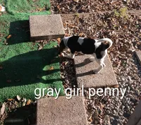 Gray girl penny, a female Beagle for sale in Cocoa, FL – Photo 1 of 7