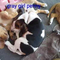 Gray girl penny, a female Beagle for sale in Cocoa, FL – Photo 6 of 7