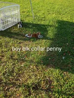 Blackie boy penny, a male Beagle for sale in Cocoa, FL – Photo 5 of 6