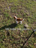 Blackie boy penny, a male Beagle for sale in Cocoa, FL – Photo 6 of 6