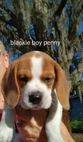 Blackie boy penny, a male Beagle for sale in Cocoa, FL – Photo 1 of 6