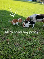 Blackie boy penny, a male Beagle for sale in Cocoa, FL – Photo 2 of 6