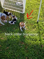Blackie boy penny, a male Beagle for sale in Cocoa, FL – Photo 3 of 6