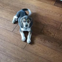 A absolutely beautiful Greenie, a female Beagle for sale in Cocoa, FL – Photo 9 of 10