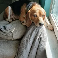 A absolutely beautiful Greenie, a female Beagle for sale in Cocoa, FL – Photo 4 of 10