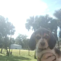 A absolutely beautiful Greenie, a female Beagle for sale in Cocoa, FL – Photo 6 of 10