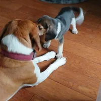 A absolutely beautiful Greenie, a female Beagle for sale in Cocoa, FL – Photo 8 of 10