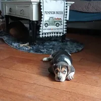 A absolutely beautiful Greenie, a female Beagle for sale in Cocoa, FL – Photo 10 of 10