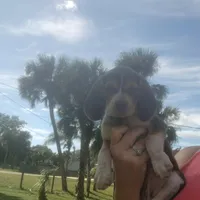 A absolutely beautiful Greenie, a female Beagle for sale in Cocoa, FL – Photo 7 of 10