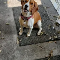 A absolutely beautiful Greenie, a female Beagle for sale in Cocoa, FL – Photo 5 of 10