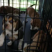 A absolutely beautiful Greenie, a female Beagle for sale in Cocoa, FL – Photo 2 of 10
