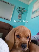 Brownie boy, a male Beagle for sale in Cocoa, FL – 6 of 10