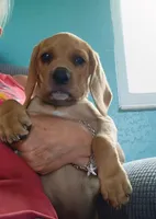 Brownie boy, a male Beagle for sale in Cocoa, FL – 7 of 10