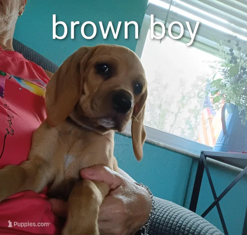 Brownie boy – Beagle puppy for sale in Cocoa, FL