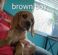 Brownie boy, a male Beagle for sale in Cocoa, FL – 1 of 10