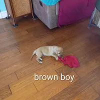 Brownie boy, a male Beagle for sale in Cocoa, FL – 8 of 10