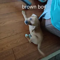 Brownie boy, a male Beagle for sale in Cocoa, FL – 2 of 10
