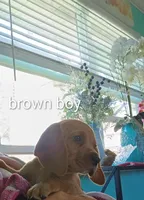 Brownie boy, a male Beagle for sale in Cocoa, FL – 4 of 10