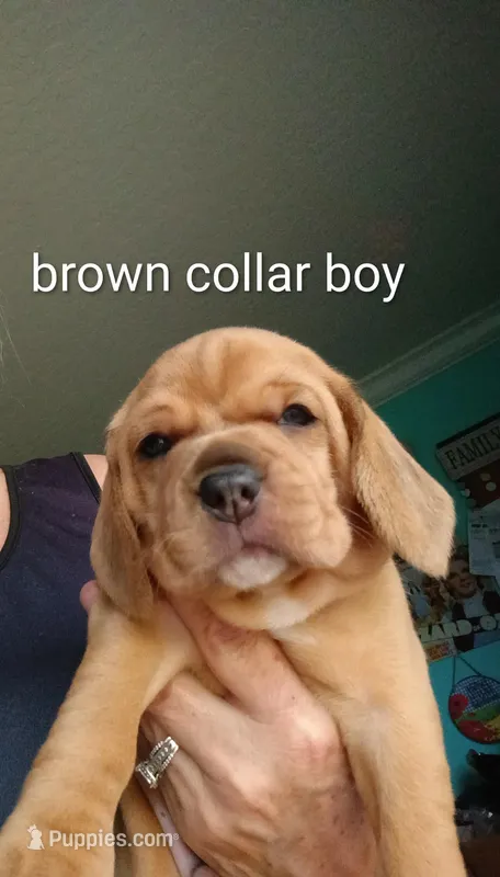 Brownie boy – Beagle puppy for sale in Cocoa, FL