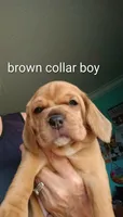 Brownie boy, a male Beagle for sale in Cocoa, FL – 3 of 10