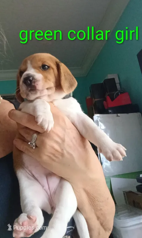 Greenie girl – Beagle puppy for sale in Cocoa, FL