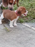 Girl pink, a female Beagle for sale in Cocoa, FL – Photo 3 of 8