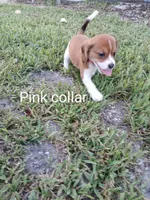 Girl pink, a female Beagle for sale in Cocoa, FL – Photo 6 of 8