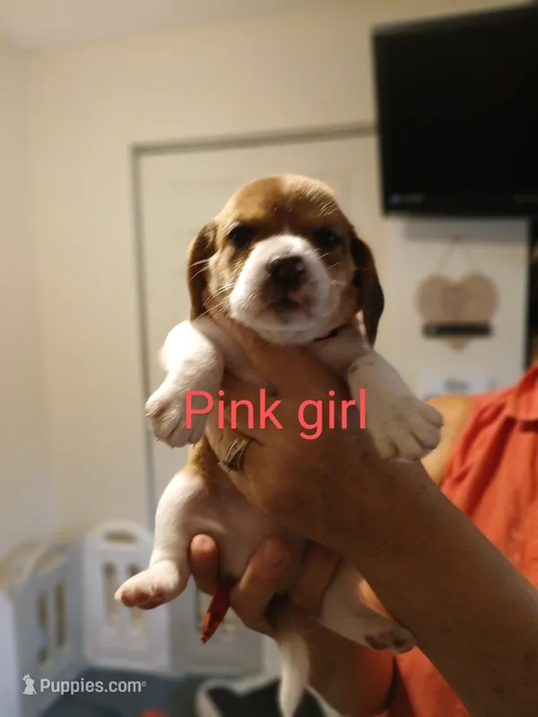 Girl pink, a female Beagle for sale in Cocoa, FL – Photo 1 of 8