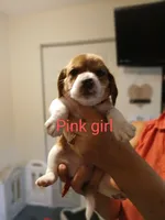 Girl pink, a female Beagle for sale in Cocoa, FL – Photo 1 of 8