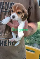 Girl pink, a female Beagle for sale in Cocoa, FL – Photo 5 of 8