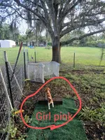 Girl pink, a female Beagle for sale in Cocoa, FL – Photo 8 of 8