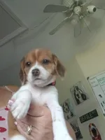 Girl pink, a female Beagle for sale in Cocoa, FL – Photo 7 of 8