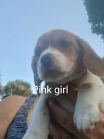 Girl pink, a female Beagle for sale in Cocoa, FL – Photo 4 of 8