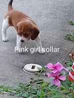 Girl pink, a female Beagle for sale in Cocoa, FL – Photo 2 of 8