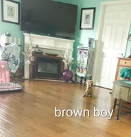 Brownie boy, a male Beagle for sale in Cocoa, FL – 9 of 10