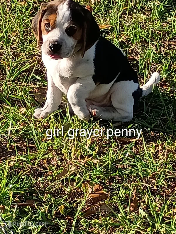 Gracie girl penny – Beagle puppy for sale in Cocoa, FL